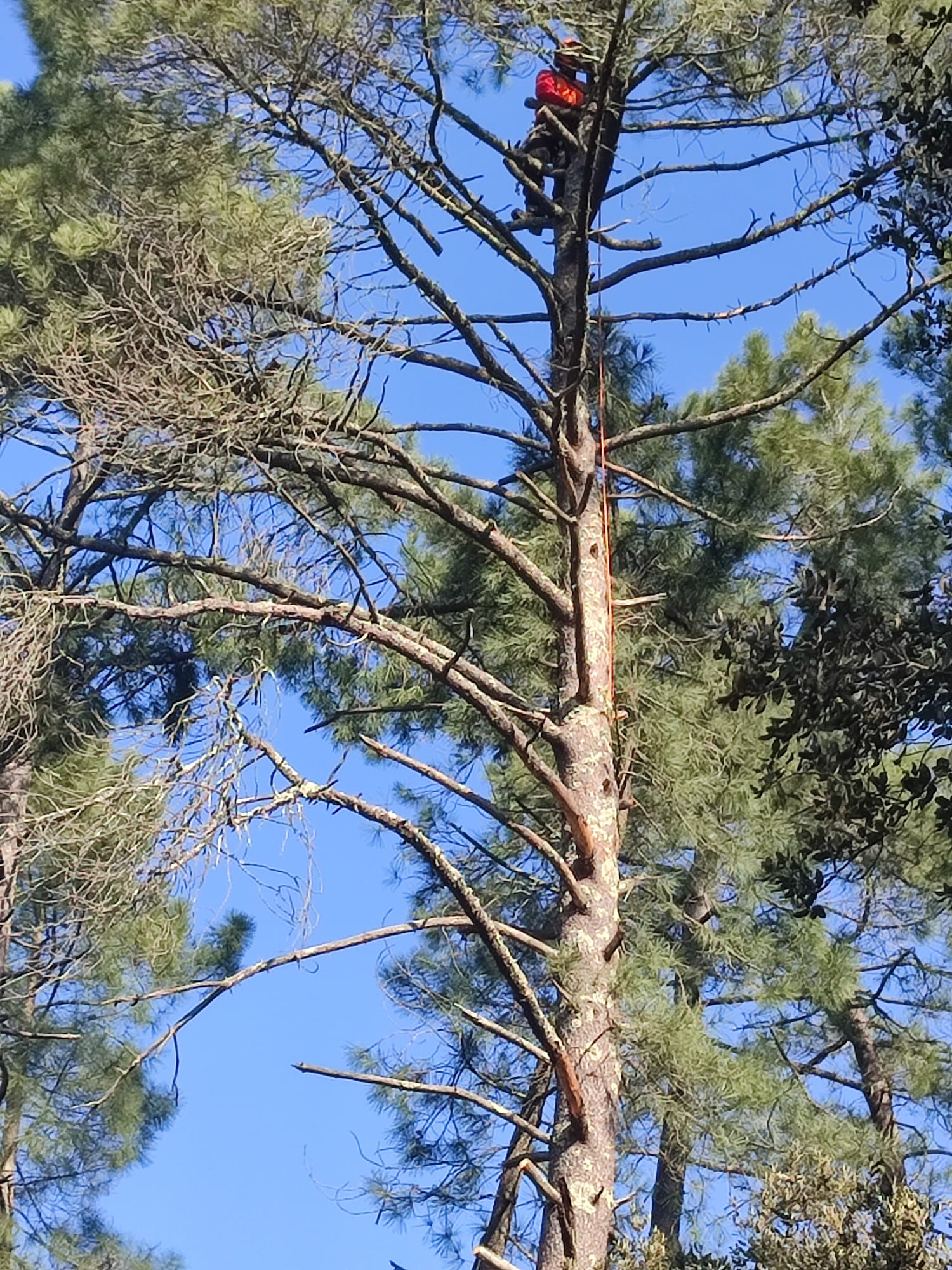Élagueur professionnel au sommet d'un arbre avec équipement de sécurité